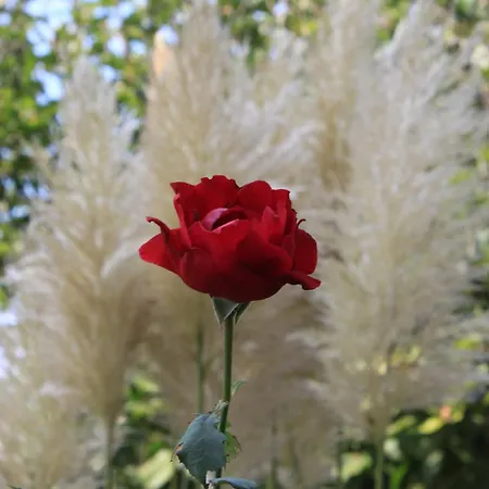 شقة With Parking Space - 7024 *