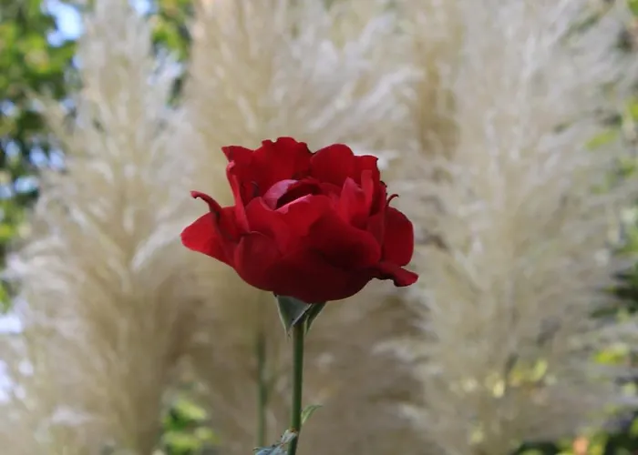 Διαμέρισμα With Parking Space - 7024 *